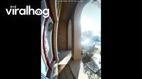 Alligator Strolling Up to Front Porch || ViralHog