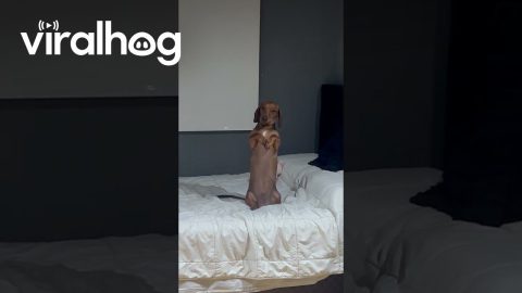 Long Dog Begs For Bedtime || ViralHog