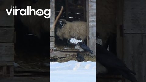 Crows Stealing Wool Right Off a Sheep's Back || ViralHog