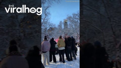 New Yorkers Throw Snowballs at Police Cars || ViralHog