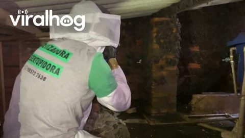 Thousands of Squeaking Bats Inside Workplace Ceiling || ViralHog