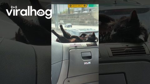 Black Cat Relaxing on Truck Dashboard During Drive || ViralHog