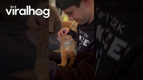 I Think My Cat Missed My Son || ViralHog