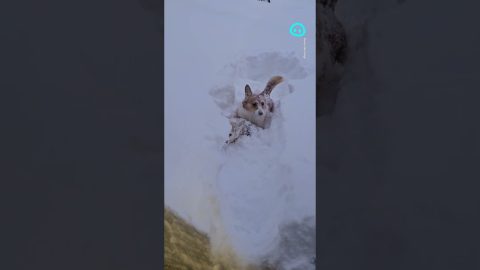 Corgis Disappear in Fluffy Snow || ViralHog Shorts