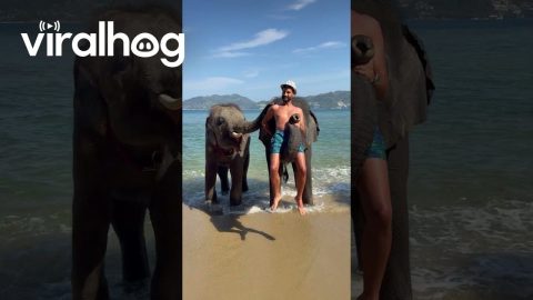 Elephant Uses Trunk To Lift Man || ViralHog