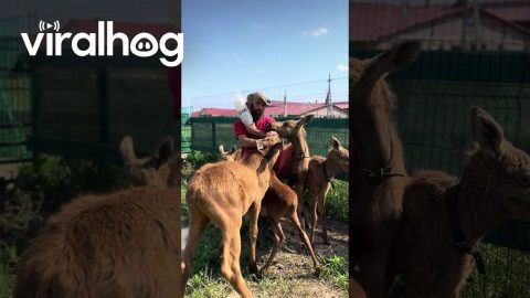 Feeding Five Hungry Moose Calves || ViralHog