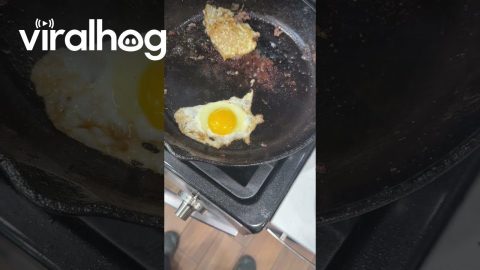 U-S-Egg || ViralHog