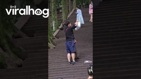Macaque Monkey Demands Tourist's Snacks || ViralHog