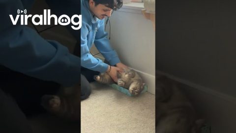 Anybody Else’s Cat Enjoy Being Grated Like Cheese? || ViralHog