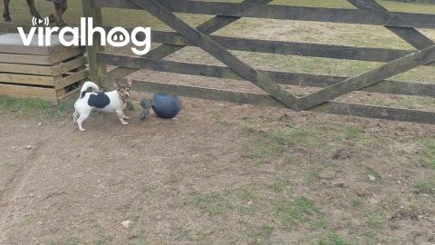 When You Can Fit Under the Gate but Your Ball Can't || ViralHog