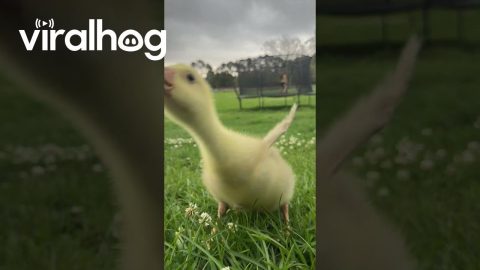 Loui and Vi are Learning Their Names || ViralHog