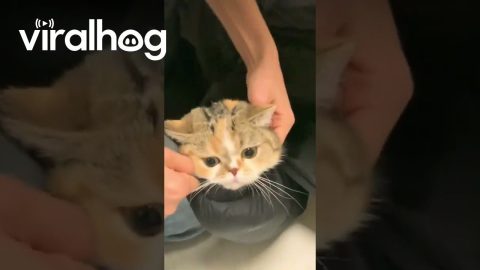 Cat Gets Stuck in Jacket Sleeve || ViralHog