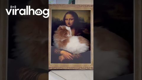Cat Lounges on Mona Lisa Bed || ViralHog