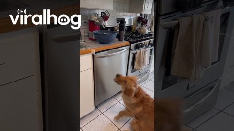 Daisy the Golden Retriever Catching Popcorn || ViralHog