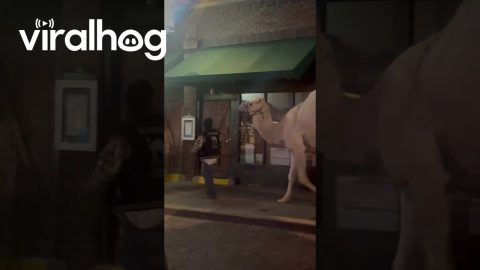 Hump Day in Fort Worth || ViralHog