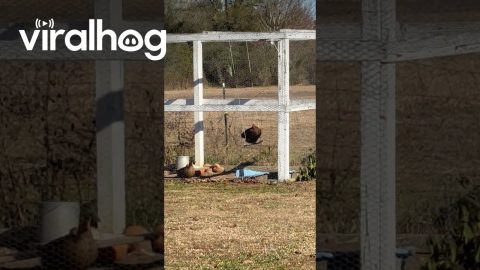 The Chicken Swing || ViralHog