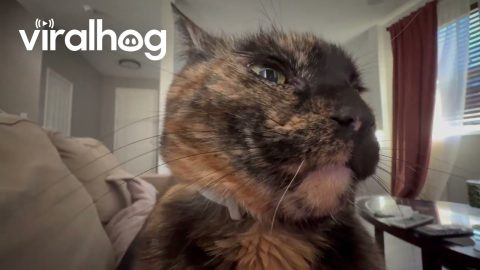 Laugh Disturbs Sleeping Cat || ViralHog
