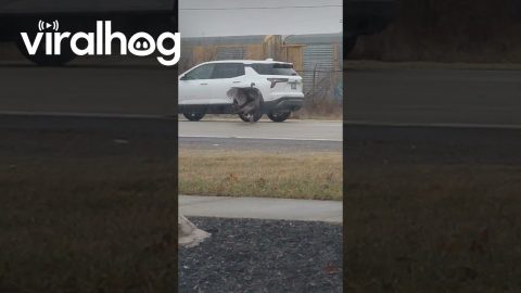 Squabbling Turkeys Block Traffic || ViralHog