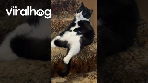 Bandit Sitting in His Favorite Spot || ViralHog