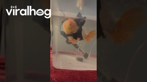 Floating Device Helps Mr Sue Swim || ViralHog