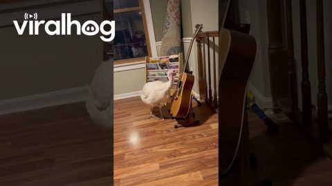 Frida the Turkey Loves Playing Guitar || ViralHog