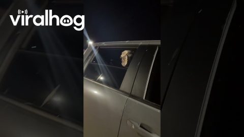 Baby Camel In The Backseat || ViralHog