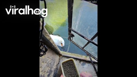 Swan Rings Bell for Food || ViralHog