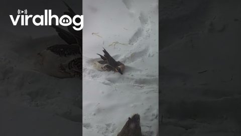 Goose Swimming In Snow || ViralHog
