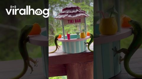 Geckos at a Mini Toy Tiki Bar || ViralHog
