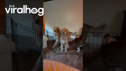 Ollie's Olympic Hops || ViralHog