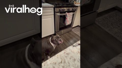 Dog Steals Kitchen Towel || ViralHog
