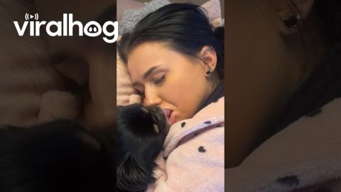 Dog Showers Sleeping Beauty With Endless Kisses || ViralHog