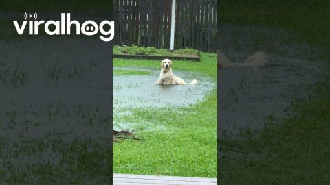 Unbothered Eddie Lays Down in a Puddle || ViralHog
