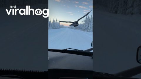 Escorted by The Raven || ViralHog