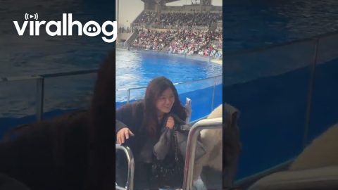 Killer Whale Drenches Audience at Aquarium Show || ViralHog