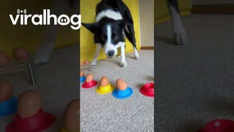 Simba Sorting Eggs Into Egg Cups || ViralHog