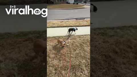 Boston Terrier Loves Being Dragged on Double Leash || ViralHog