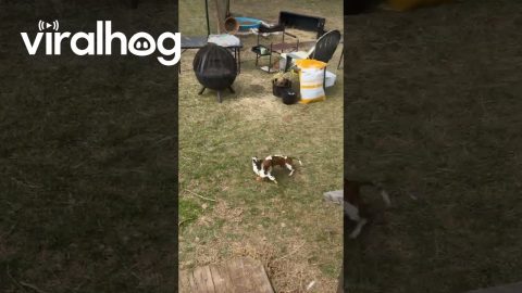 Duck and Dachshund Best Buds || ViralHog