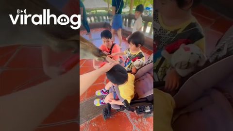 Kids Feed a Friendly Giraffe at the Zoo || ViralHog
