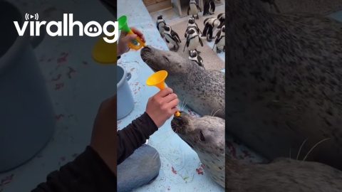 Two Seals Playing Tiny Trumpets || ViralHog