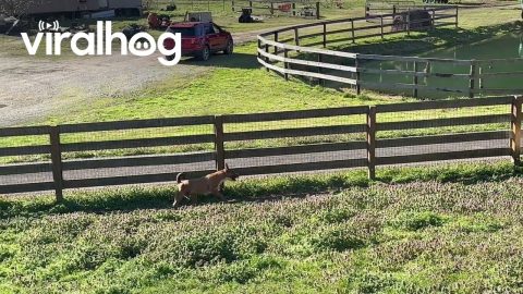 Zoomie Spins for the UPS Truck || ViralHog