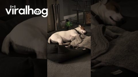 Jack Russell Yips During Dream || ViralHog