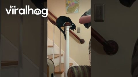 Tuxedo Cat Balances on Balustrade While Daughter Describes Room Decor || ViralHog