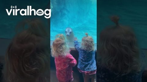 Seal Is Seeing Double When Twins Visit Zoo || ViralHog
