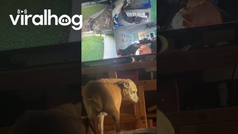 Dog Barks At Herself In Camera || ViralHog