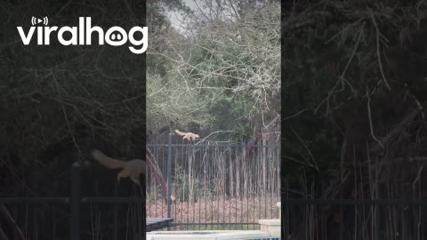 Ninja Squirrel Skedaddles Across Fence || ViralHog