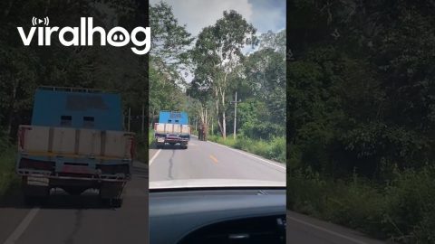 Wild Elephant Blocks Traffic to Search for Food || ViralHog