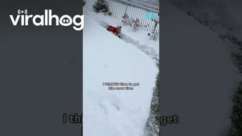 Mini Goldendoodle Zoomies Along Plowed Path || ViralHog Shorts