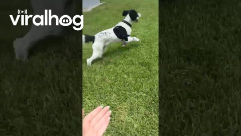 Hero Dog Tries to Save Zip Liner || ViralHog