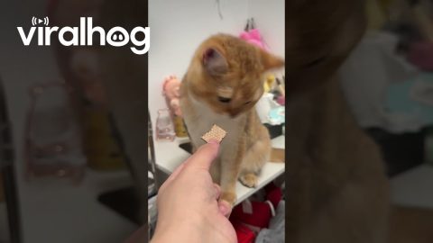 Kitten's Getting Bad Vibes From This Biscuit || ViralHog